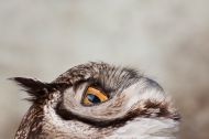 Magellanic Owl