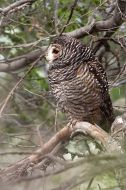 Rufous-legged Owl