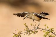 Patagonian Mocking-Bird