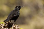 Austral Black Bird