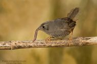 Ochre-Flanked Tapaculo