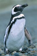 Pingüino Patagónico